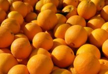 Morocco projects an increase on production of Navel oranges Morocco project an increase on production of Navel oranges
