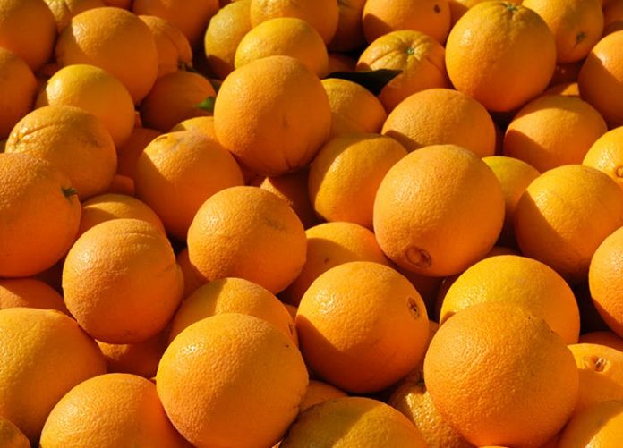 Morocco project an increase on production of Navel oranges