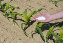 Tanzania to import dressing fertilizer Tanzania to import dressing fertilizer