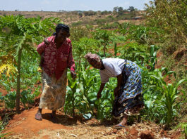 Fighting Over Farm Boundaries: A Deep-Rooted Challenge for Africa’s Smallholder Farmers KENAFF launches strategic plan to address issues affecting farmers