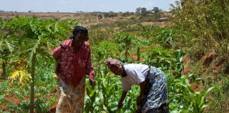Fighting Over Farm Boundaries: A Deep-Rooted Challenge for Africa’s Smallholder Farmers KENAFF launches strategic plan to address issues affecting farmers