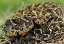 Dealing with snakes on farms