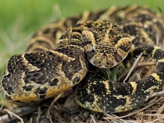Dealing with snakes on farms