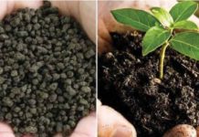 Icon Group to supply biofertiliser to Ivory Coast Icon Group to supply biofertiliser to Ivory Coast