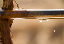 Johan Visser joins Agrico to focus on drip and micro-irrigation