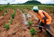 Ipec, World Bank partner to insure smallholder farmers in Zimbabwe Ipec, World Bank partner to insure smallholder farmers in Zimbabwe