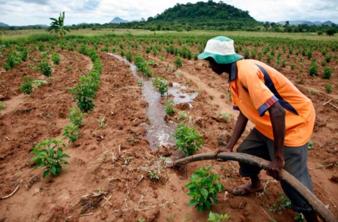 Ipec, World Bank partner to insure smallholder farmers in Zimbabwe