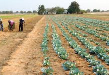 Namibia’s agricultural sector records improvement Namibia’s agricultural sector records improvement