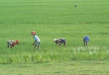WFP’s innovative crop insurance scheme redefining the future of rural farming in Ethiopia