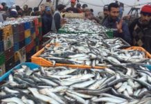 Moroccan seafood exports hit new record in 2021 Moroccan seafood exports hit new record in 2021