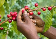 Kenya launches E-subsidy Programme for coffee farmers Kenya launches E-subsidy Programme for coffee farmers