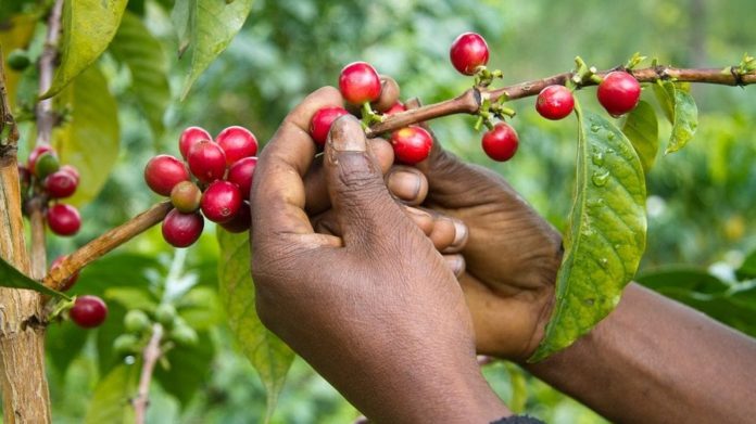 Kenya launches E-subsidy Programme for coffee farmers