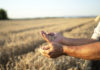 Grain SA rejects wheat tariff decision, says SA risks losing wheat producers