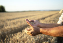 South Africa’s Wheat Farmers Face Surging Input Costs and Slumping Global Prices