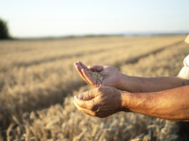 Grain SA rejects wheat tariff decision, says SA risks losing wheat producers