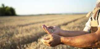 Grain SA rejects wheat tariff decision, says SA risks losing wheat producers