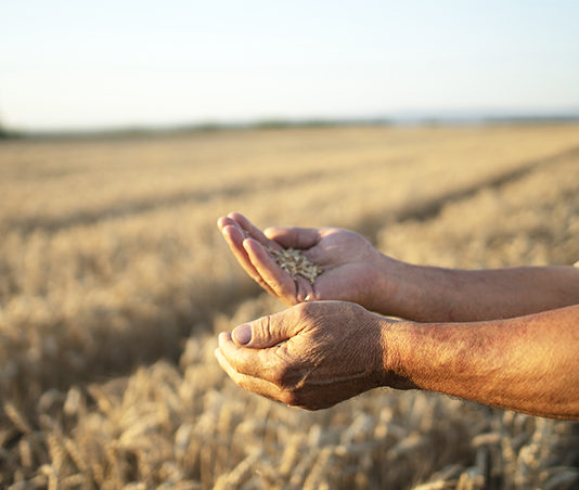 South Africa’s Wheat Farmers Face Surging Input Costs and Slumping Global Prices