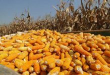 Average 2022 harvest expected in Lesotho