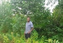 Agroforestry: Planting Environmental Sustainability and Economic Development