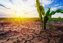 Morocco’s Central Bank calls for speedy reforms over severe drought Morocco’s Central Bank calls for speedy reforms over severe drought