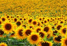 Tanzania develops demo-farm to improve sunflower production Tanzania develops demo-farm to improve sunflower production