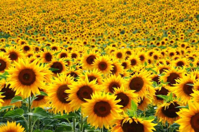 Tanzania develops demo-farm to improve sunflower production