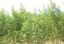 The potential of gene editing is vast, an African scientist says