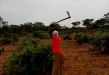 Africa’s Smallholder Farmers Face Collapse Without Urgent Climate Action, Warns Expert