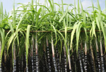 SA Canegrowers call for removal of sugar levy SA Canegrowers call for removal of sugar levy