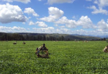 Zimbabwe largest tea producer to construct solar plant to ease power shortages