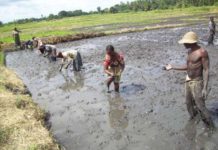 Small scale farmers drive rice and sunflower commercialization in East Africa