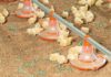 From Feedmill to Food System: VIV Europe 2026 Addresses the Industry’s Most Critical Challenges