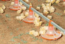 Big Dutchman feed pans: easy access to feed at any age in broiler production