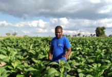 SAAI overjoyed with judgment in tobacco case