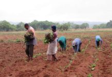 The impact of smallholder tobacco commercialisation on food security in Southern Africa