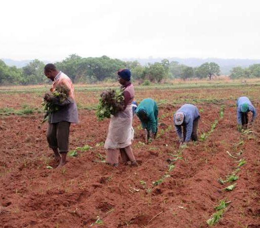 Tobacco commercialisation Zimbabwe – Credit_APRA