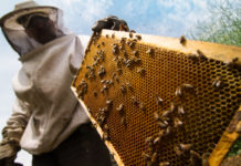 Morocco launches special program to support beekeepers Morocco launches special program to support beekeepers