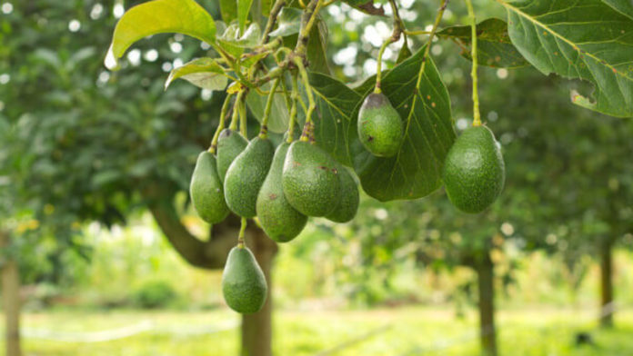 Tanzania commits to promote avocado farming