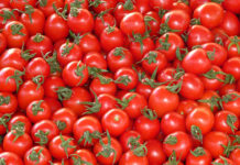 Moroccan tomatoes outshines Spain’s in UK Market Moroccan tomatoes outperform Spain’s in UK Market