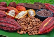Liberia to learn sustainable cocoa production from Ghana, Ivory Coast Liberia to learn sustainable cocoa production from Ghana, Ivory Coast