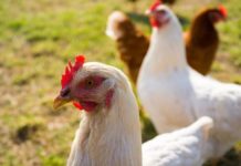 Zimbabwe on high alert for avian influenza Zimbabwe on high alert for avian influenza