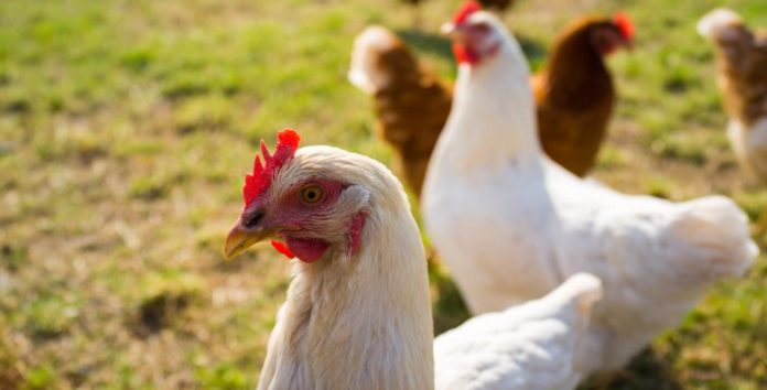 Zimbabwe on high alert for avian influenza