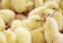 Uzima Chicken Ltd in Rwanda begins chicks exportation Uzima Chicken Ltd in Rwanda begins chicks exportation