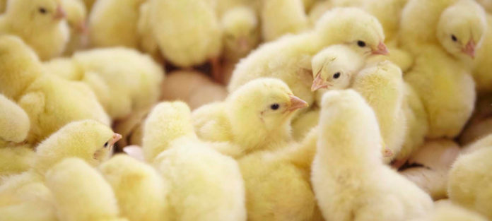 Uzima Chicken Ltd in Rwanda begins chicks exportation