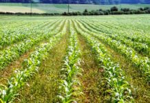 UDS–WACWISA holds conference on irrigation, agricultural development UDS–WACWISA holds conference on irrigation, agricultural development