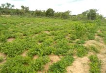 Kenya’s groundnut farmers ink deal to supply produce to Blue Band maker