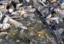 Research underway to compare farmed fish with chicken, beef and pork Egypt ranks 1st in fish farming in Africa