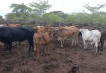 EU beef project benefits hundreds of Zimbabwe cattle farmers