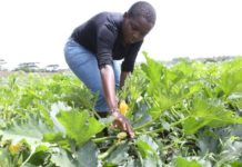 UNDP, COMESA launches climate-smart agriculture in Uganda UNDP, COMESA launches climate-smart agriculture in Uganda