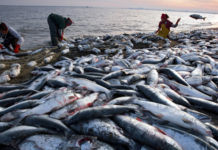 Department of Fisheries in Gambia hand over fishing tools to 250 women Department of Fisheries in Gambia hand over tools to 250 women